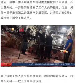 猪肉爆料视频播放大全最新,揭秘行业黑幕，带你走进真实猪肉世界