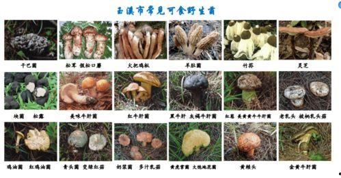 野生菌爆料娱乐圈视频,娱乐圈幕后真相大曝光