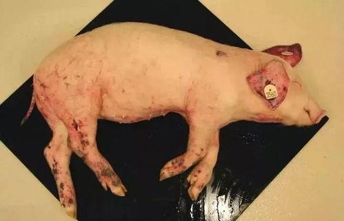 印尼猪瘟最新爆料消息,最新爆料揭示严峻形势