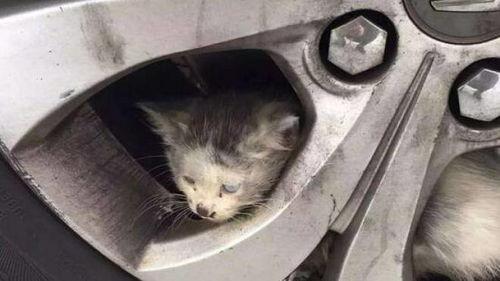 小刚救助流浪猫爆料视频,温馨瞬间感动网友
