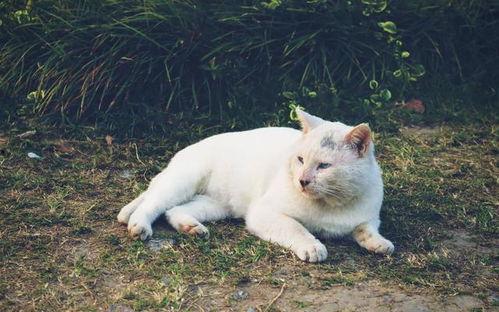 小刚救助流浪猫爆料视频,温馨瞬间感动网友
