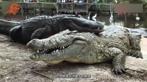 鳄鱼在线观看,在线观看鳄鱼生活全纪录