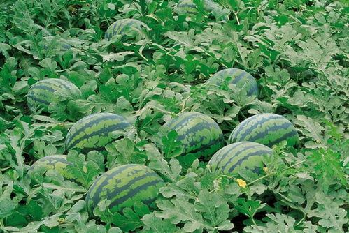 成都免费吃瓜群在哪里进,加入方式大公开