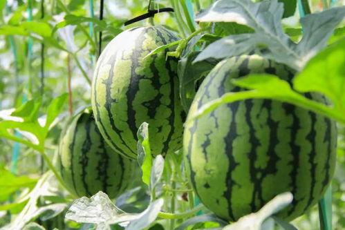 成都免费吃瓜群在哪里进,加入方式大公开