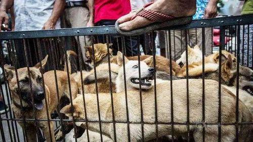 狗狗糯米被爆料视频,真相究竟如何？