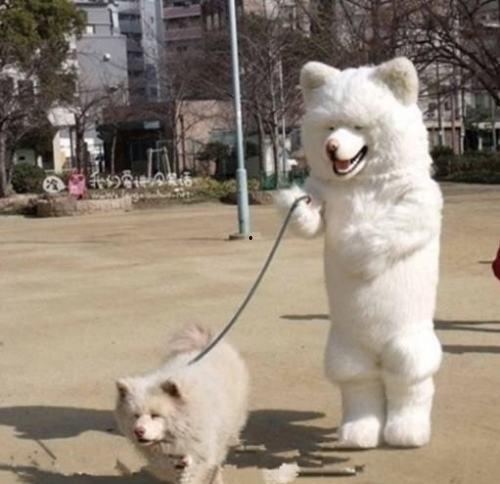 狗狗糯米被爆料视频,真相究竟如何？