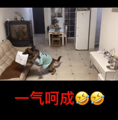 狗狗糯米被爆料视频,真相究竟如何？