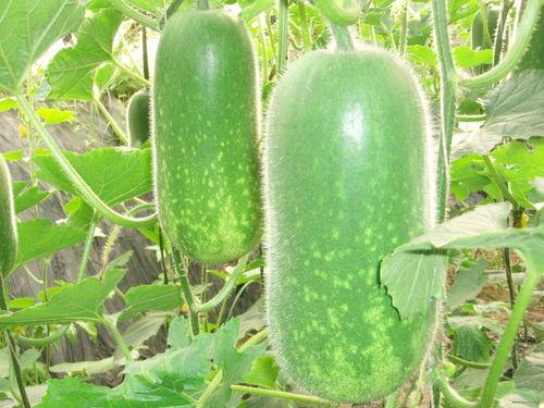 网红吃瓜博雅图片大全集