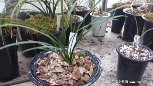 唐竹最新爆料,揭秘娱乐圈惊人内幕