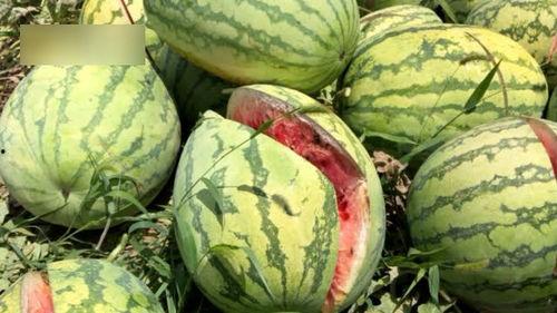 西安最新吃瓜爆料,揭秘网红美食背后的秘密风暴