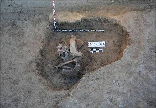 俄罗斯考古爆料视频大全,视频大全带你穿越千年历史长河