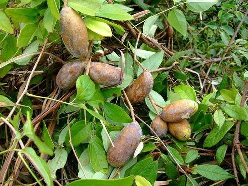 免费吃八月瓜视频