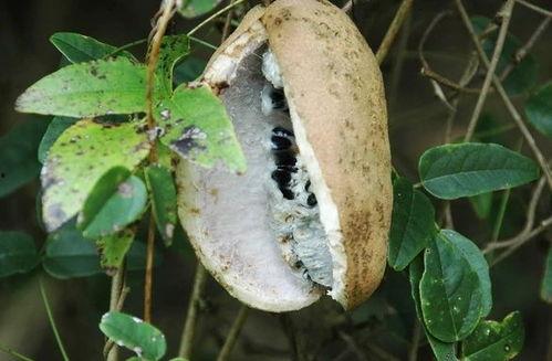 免费吃八月瓜视频