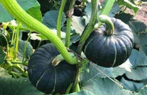 跳舞网红吃瓜是谁啊,网络红人的跨界魅力与争议