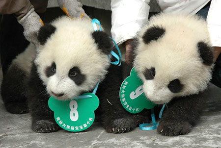 熊猫飞飞爆料最新,娱乐圈最新热点事件大曝光！