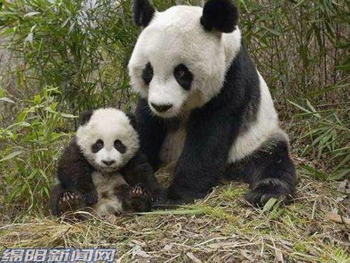 熊猫飞飞爆料最新,娱乐圈最新热点事件大曝光！