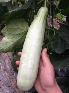 被网暴的网红吃瓜,网红吃瓜事件引发社会关注