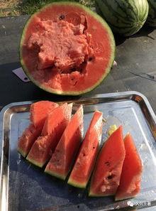 陇西网红吃瓜,揭秘当地美食背后的故事